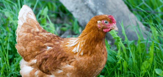 Hybrid-Egg-Laying-Chicken