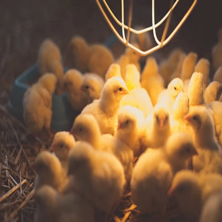 Coop Chicken light Coop Chicken light