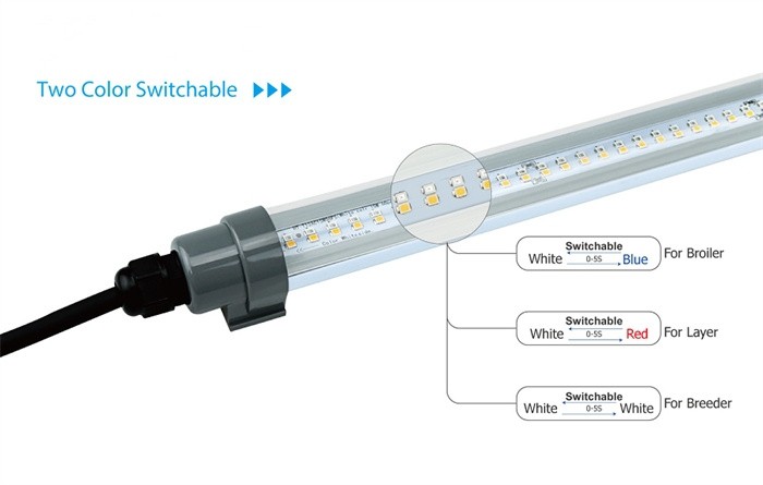 chicken light tubes13 chicken light tubes13