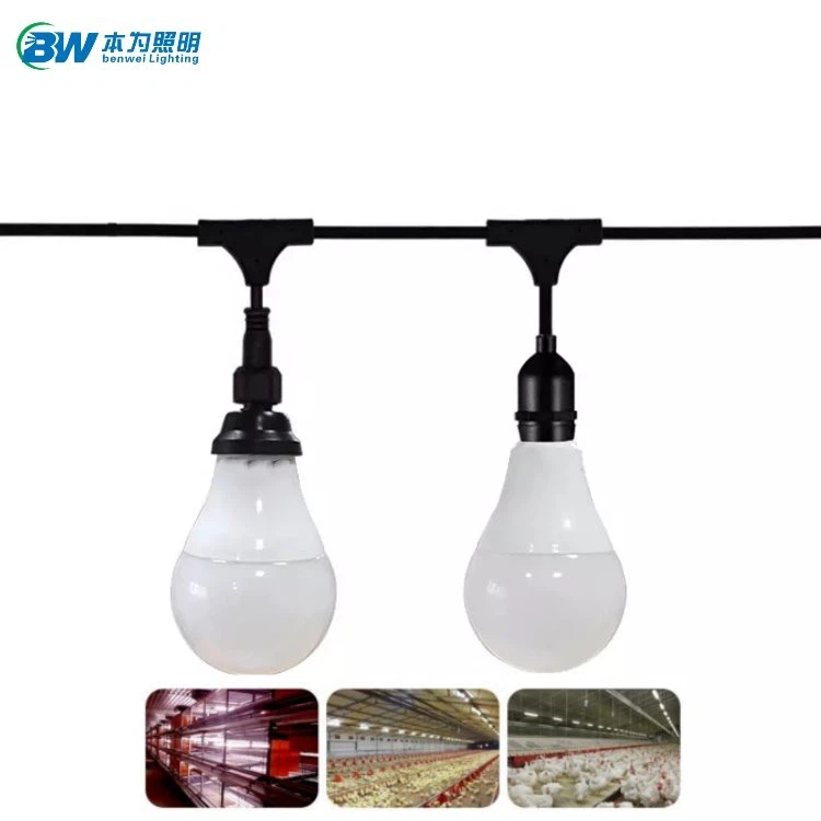 돼지 건물용 조명