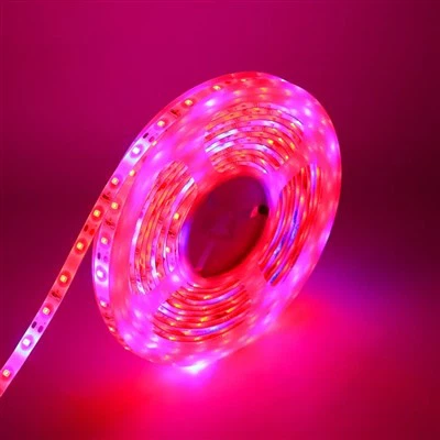 유연한 Rgb Led 네온 불빛 스트립