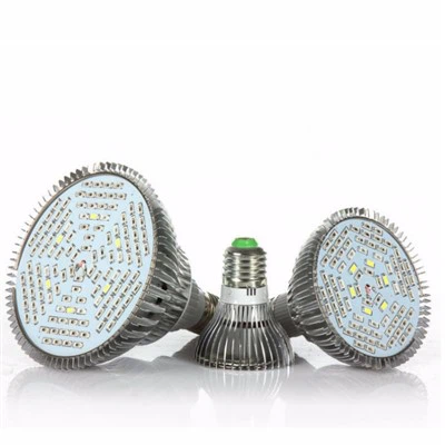 관엽 식물용 전구 키우기