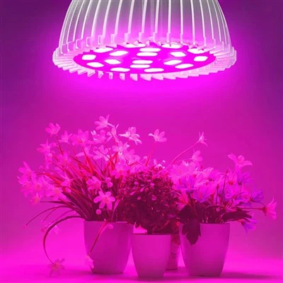 실내 식물용 식물 전구