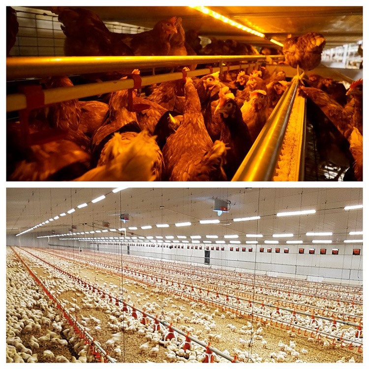 poultry farm light 32