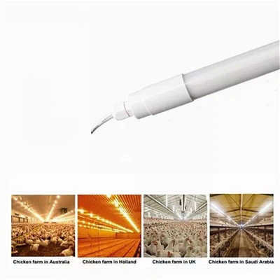 닭장용 전구